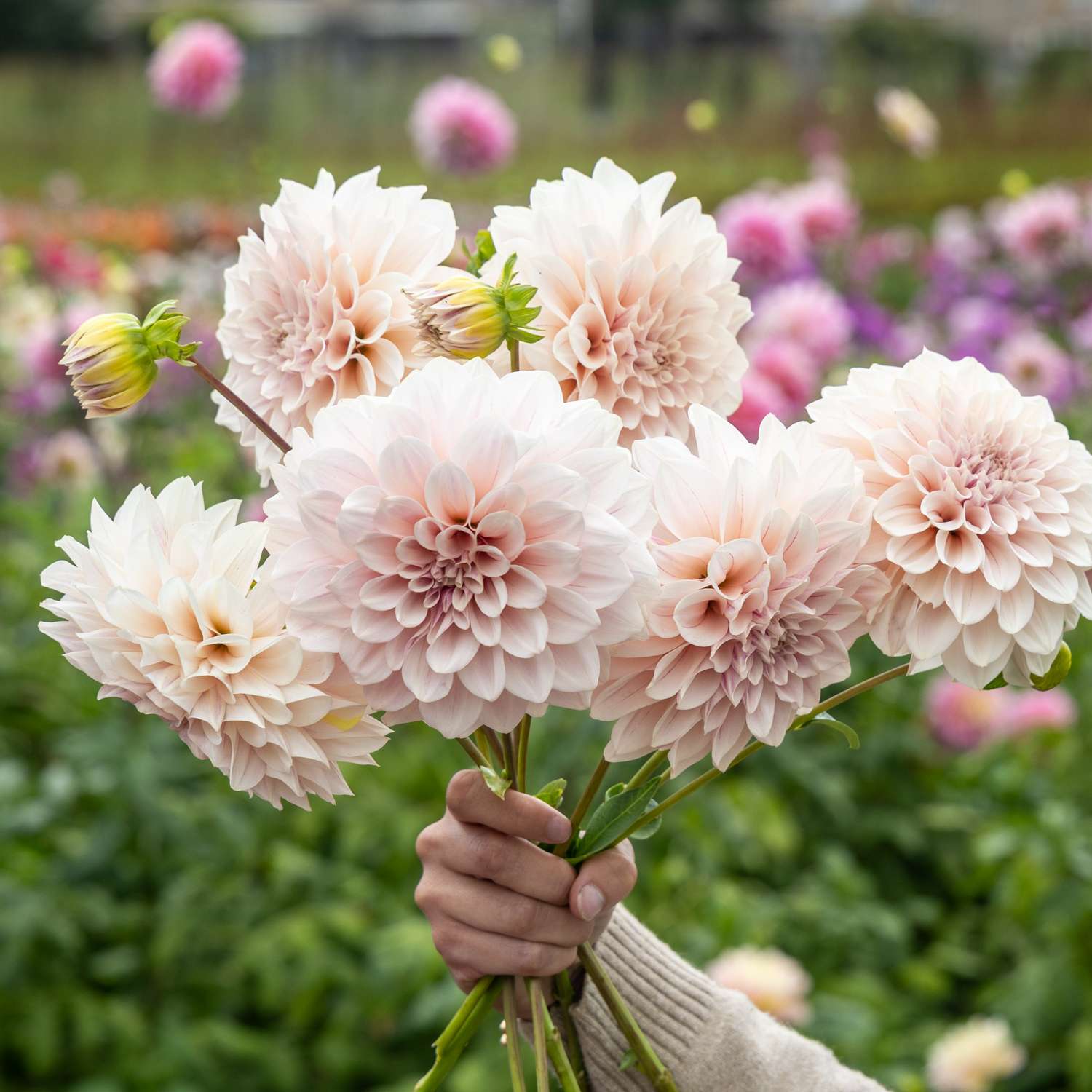 Dahlie ‘Cafe au Lait Pale Pink’ - Dahlia